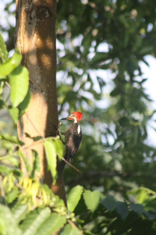El Toucan Loco Floating Lodges Tierra Oscura Ngoại thất bức ảnh