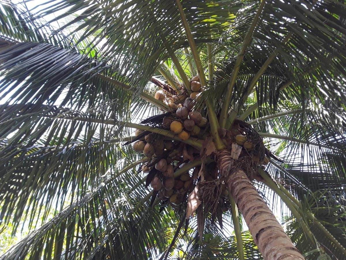 El Toucan Loco Floating Lodges Tierra Oscura Ngoại thất bức ảnh