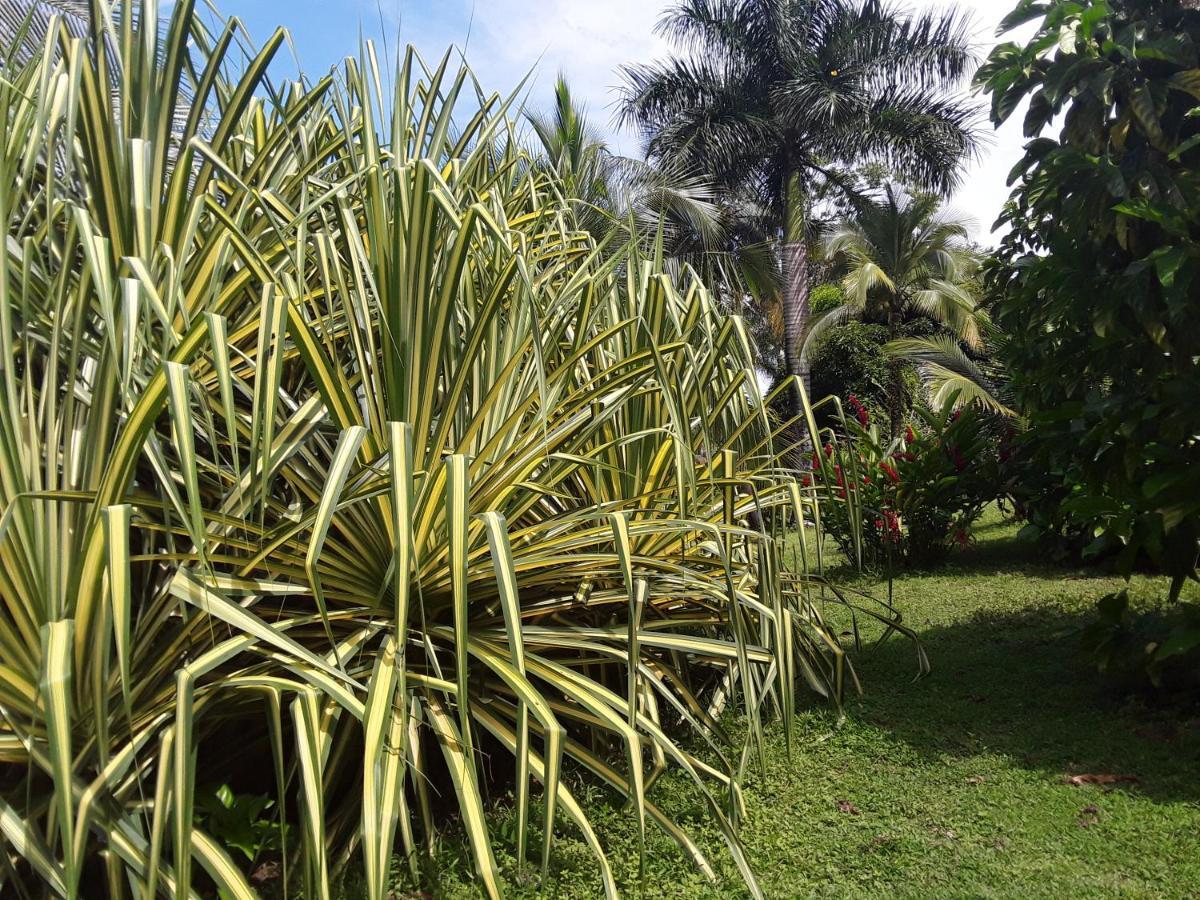 El Toucan Loco Floating Lodges Tierra Oscura Ngoại thất bức ảnh
